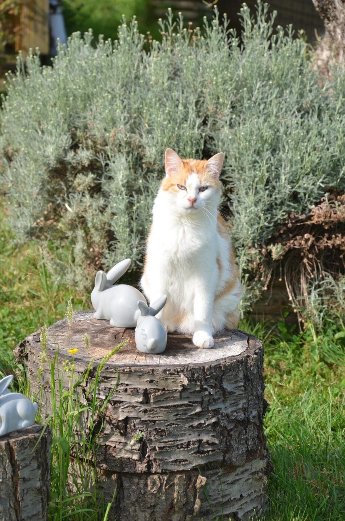 Chalet Bois Pleine Campagne A Pontigny エクステリア 写真